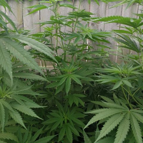 Skunk Super Hero #3 growlog timeline photo