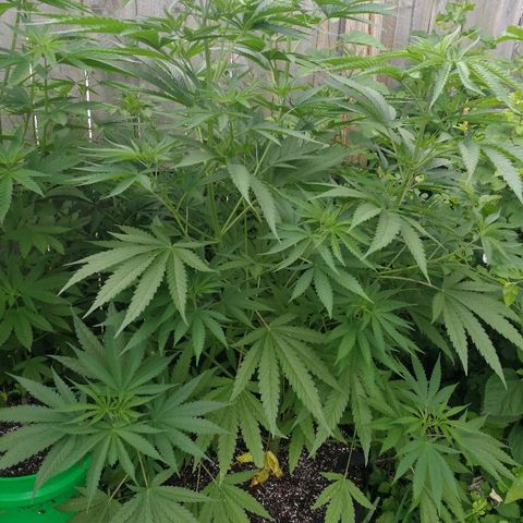 Skunk Super Hero #2 growlog timeline photo