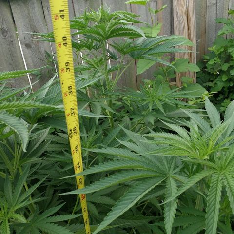 Skunk Super Hero #2 growlog timeline photo
