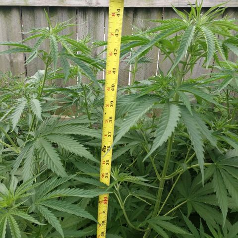 Skunk Super Hero #1 growlog timeline photo