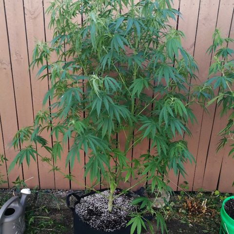 Skunk Super Hero #1 growlog timeline photo