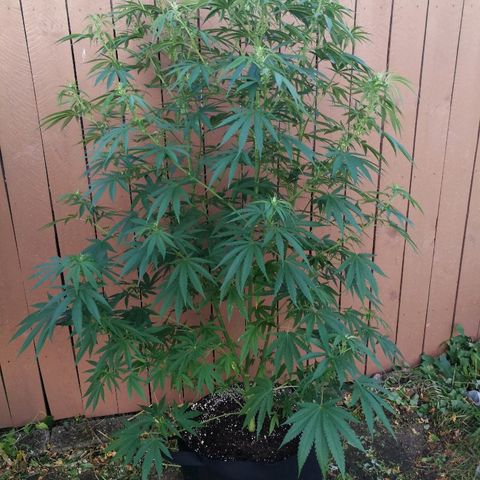 Skunk Super Hero #2 growlog timeline photo
