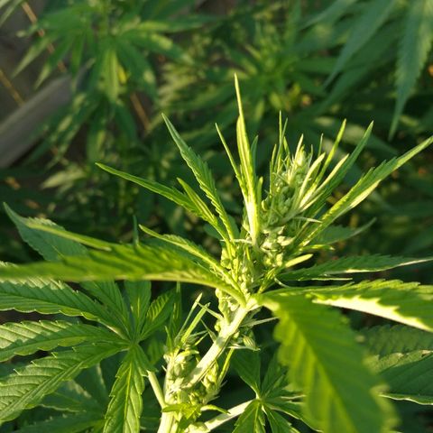 Skunk Super Hero #2 growlog timeline photo