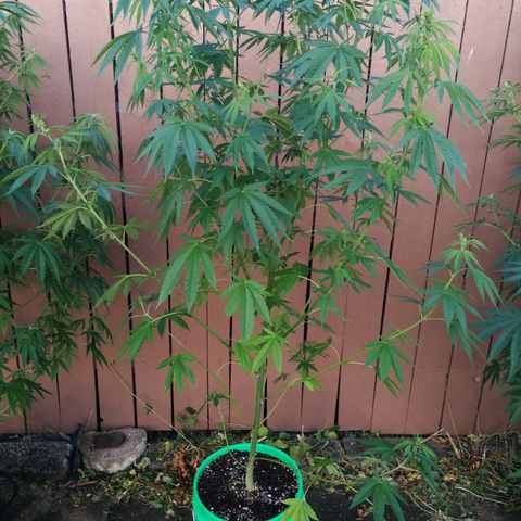 Skunk Super Hero #3 growlog timeline photo
