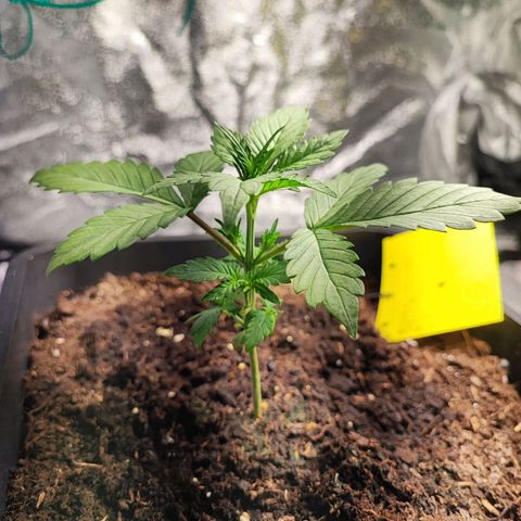 Banana Purple Punch Auto growlog photo: Plant 1