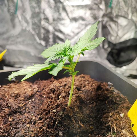 Banana Purple Punch Auto growlog photo: Plant 2