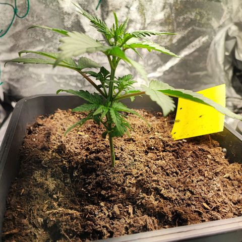 Banana Purple Punch Auto growlog photo: Plant 1 