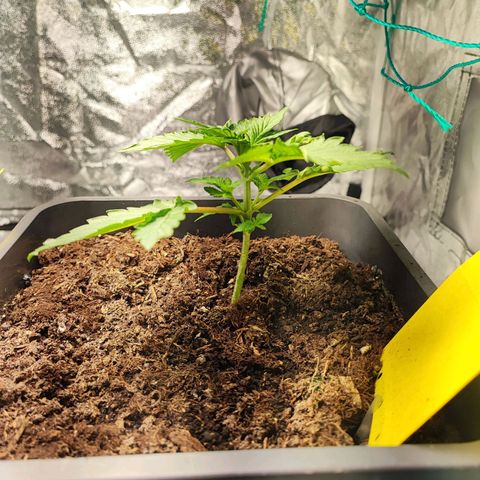 Banana Purple Punch Auto growlog photo: Plant 2 