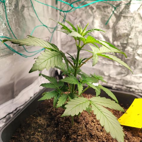 Banana Purple Punch Auto growlog photo: Plant 1
