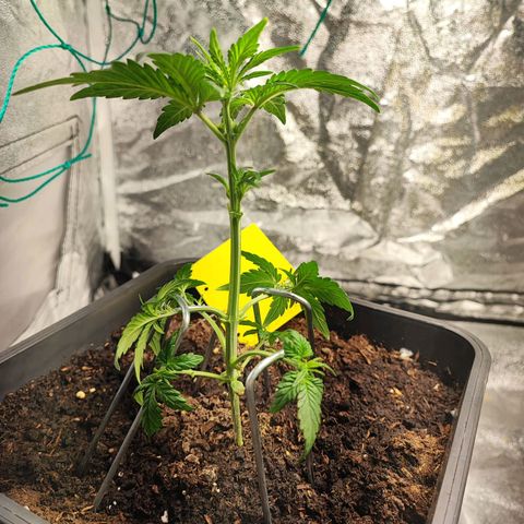 Banana Purple Punch Auto growlog photo: Plant 1, erstes Low Stress Training