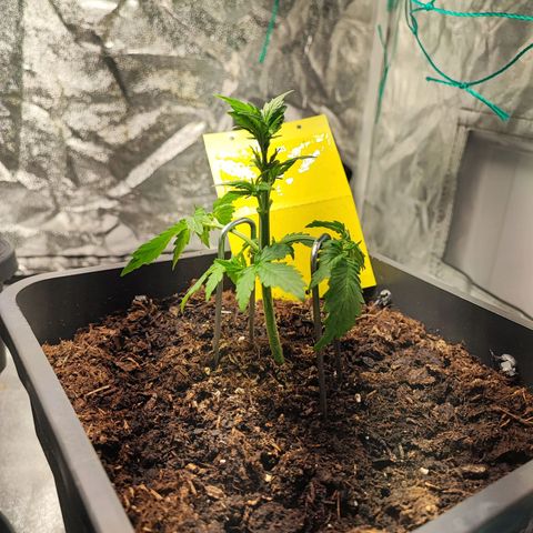 Banana Purple Punch Auto growlog photo: Plant 2, erstes Low Stress Training