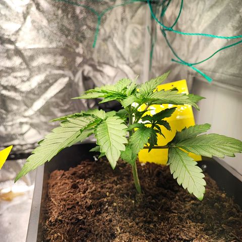 Banana Purple Punch Auto growlog photo: Plant 2