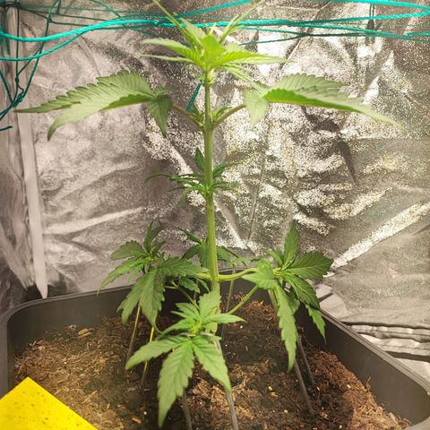 Banana Purple Punch Auto growlog photo: Plant 1 