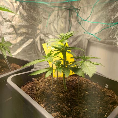 Banana Purple Punch Auto growlog photo: Plant 2 