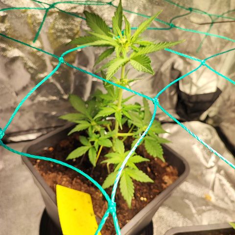 Banana Purple Punch Auto growlog photo: Plant 1 