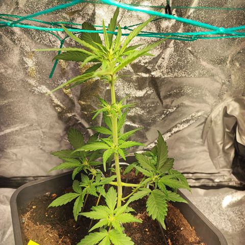 Banana Purple Punch Auto growlog photo: Plant 1