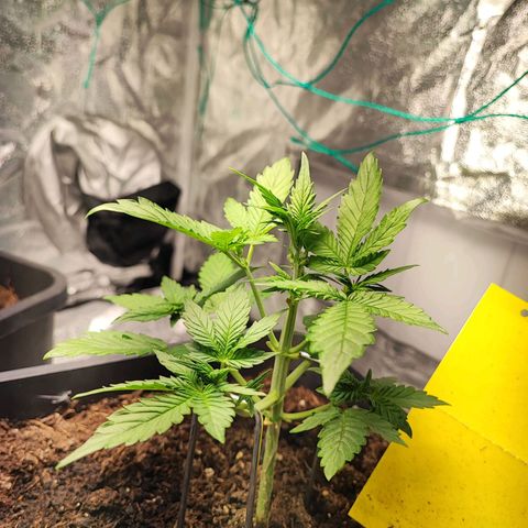 Banana Purple Punch Auto growlog photo: Plant 2