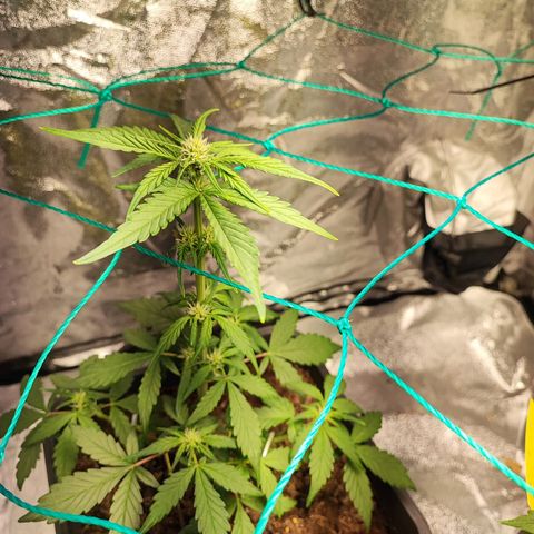 Banana Purple Punch Auto growlog photo: Plant 1
