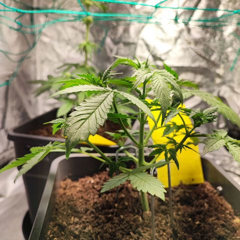 Banana Purple Punch Auto growlog photo: Plant 2