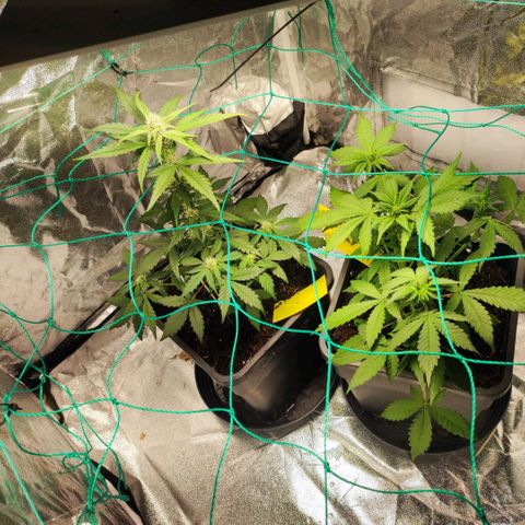 Banana Purple Punch Auto growlog timeline photo