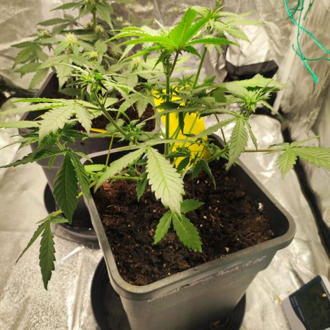 Banana Purple Punch Auto growlog timeline photo