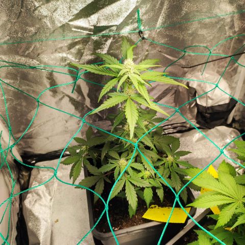 Banana Purple Punch Auto growlog timeline photo