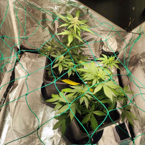 Banana Purple Punch Auto growlog timeline photo