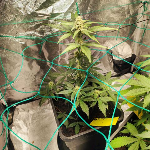 Banana Purple Punch Auto growlog timeline photo