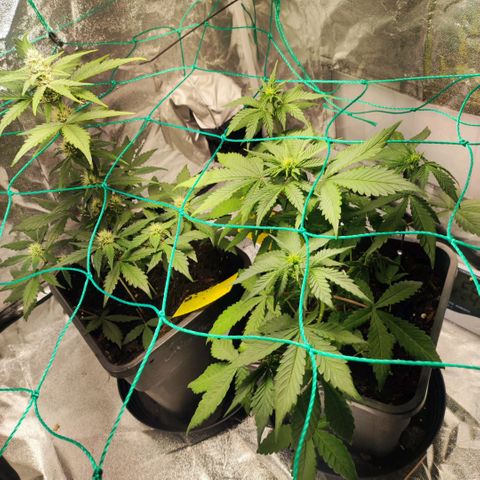 Banana Purple Punch Auto growlog timeline photo