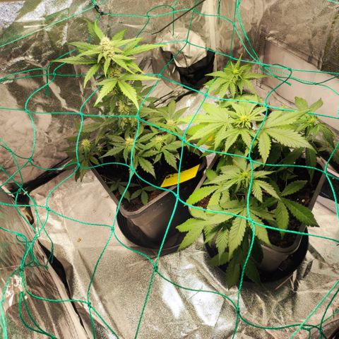 Banana Purple Punch Auto growlog timeline photo