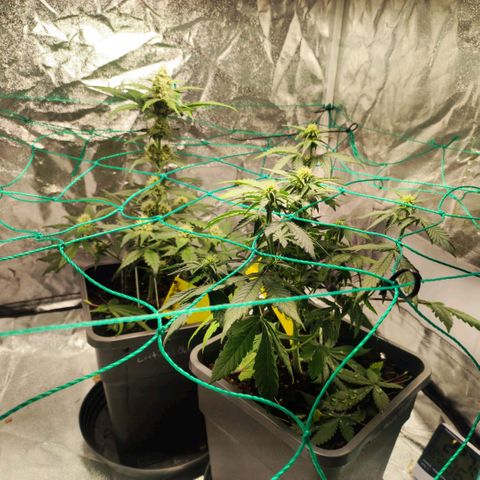 Banana Purple Punch Auto growlog timeline photo