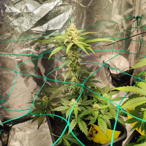 Banana Purple Punch Auto growlog timeline photo