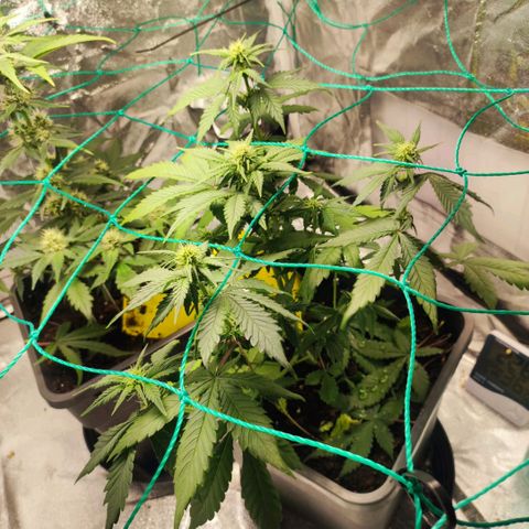 Banana Purple Punch Auto growlog timeline photo