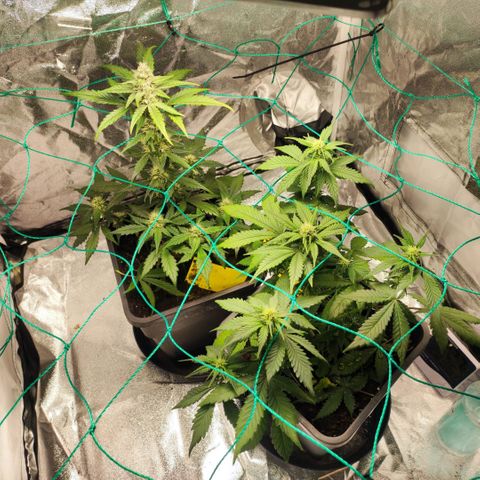 Banana Purple Punch Auto growlog timeline photo