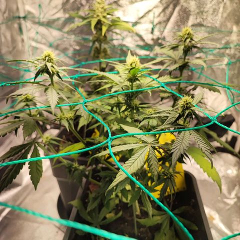 Banana Purple Punch Auto growlog timeline photo