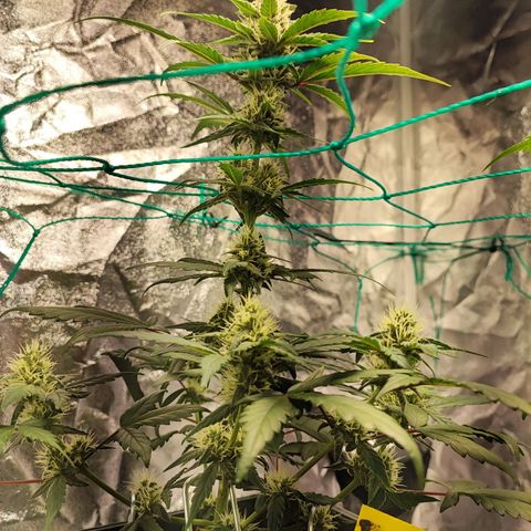 Banana Purple Punch Auto growlog timeline photo