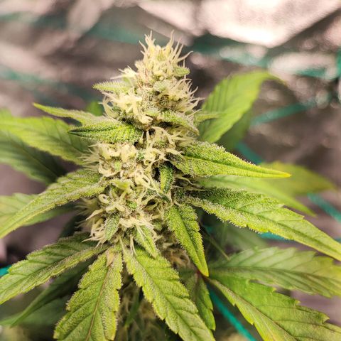 Banana Purple Punch Auto growlog timeline photo