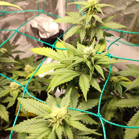 Banana Purple Punch Auto growlog timeline photo