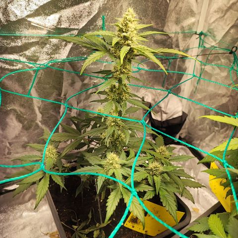 Banana Purple Punch Auto growlog timeline photo