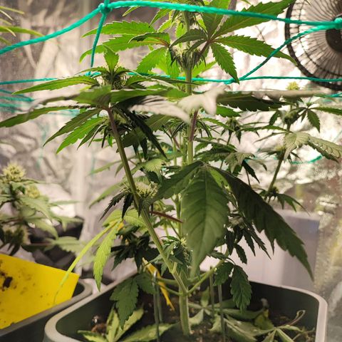 Banana Purple Punch Auto growlog timeline photo