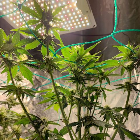 Banana Purple Punch Auto growlog timeline photo