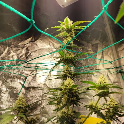 Banana Purple Punch Auto growlog timeline photo