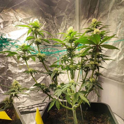 Banana Purple Punch Auto growlog timeline photo