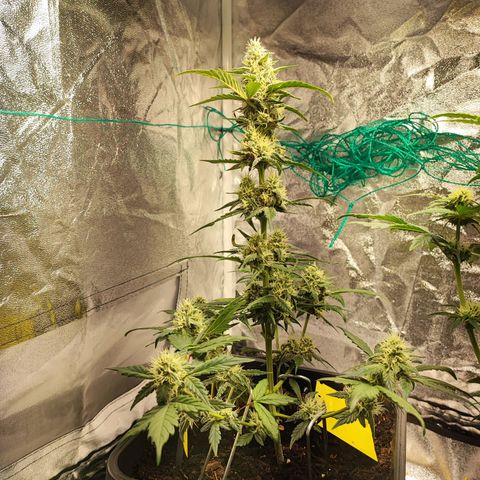 Banana Purple Punch Auto growlog timeline photo
