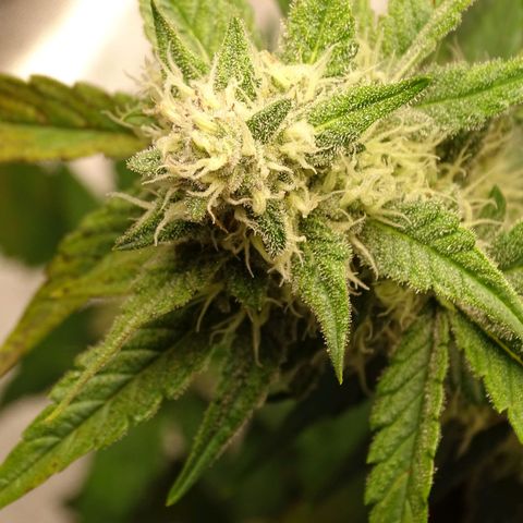 Banana Purple Punch Auto growlog timeline photo