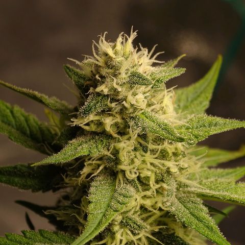 Banana Purple Punch Auto growlog timeline photo