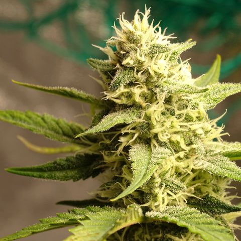 Banana Purple Punch Auto growlog timeline photo