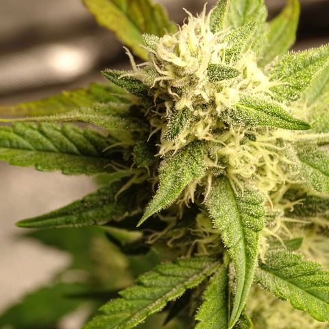 Banana Purple Punch Auto growlog timeline photo