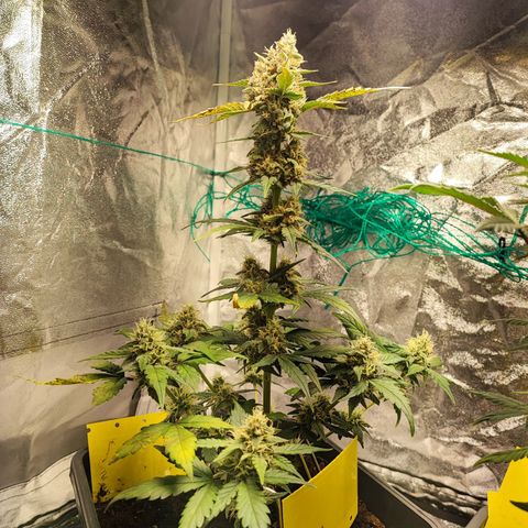 Banana Purple Punch Auto growlog timeline photo
