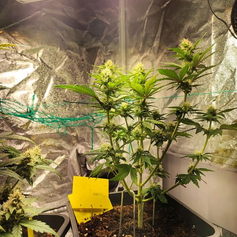 Banana Purple Punch Auto growlog timeline photo